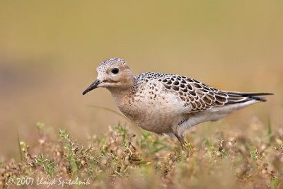 Buff-breasted Sandpiper