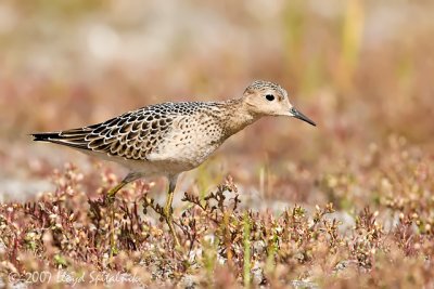 Buff-breasted Sandpiper