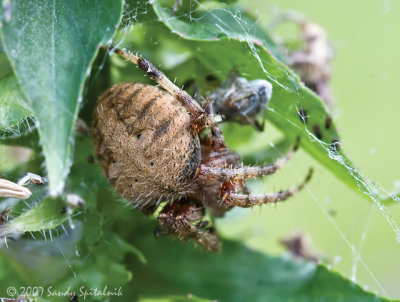 Orb Weaver