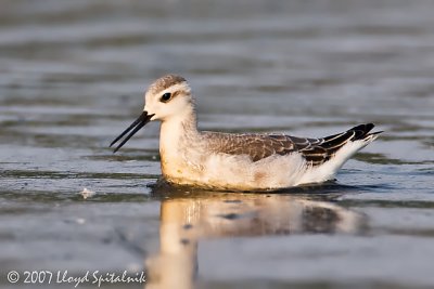 Wilson's Phalarope