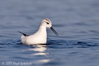 Wilson's Phalarope