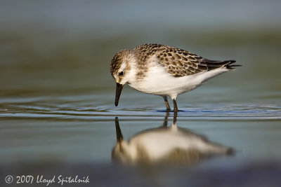 Semipalmated Sandpiper (juvenile)