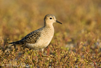 Buff-breasted Sandpiper