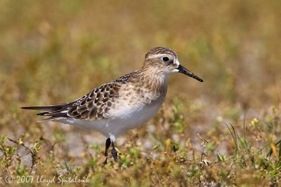 Baird's Sandpiper