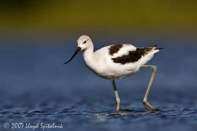 American Avocet