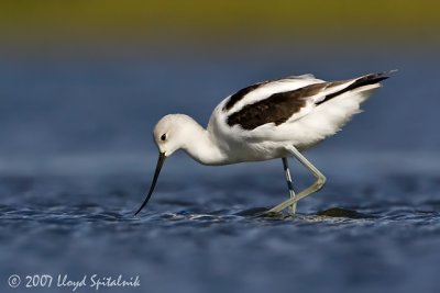 American Avocet