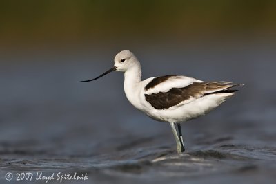 American Avocet