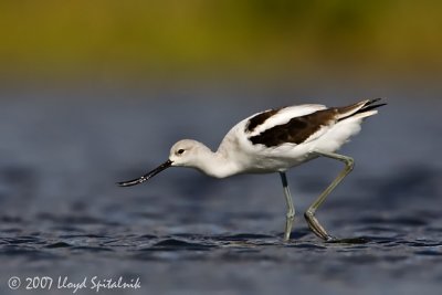 American Avocet