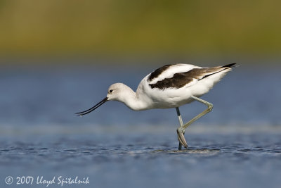 American Avocet