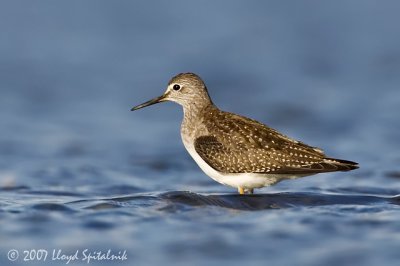 Lesser Yellowlegs