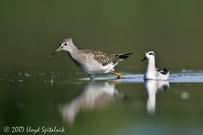 Lesser Yellowlegs & Red-necked Phalarope