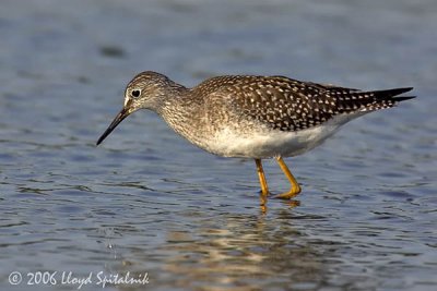 Lesser Yellowlegs