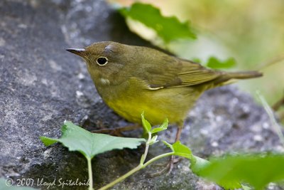 Connecticut Warbler