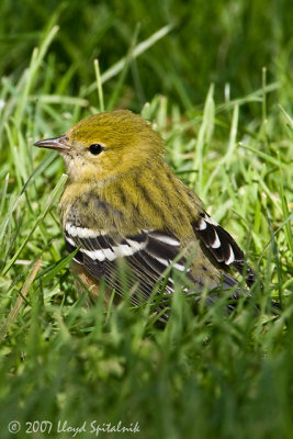 Bay-breasted Warbler