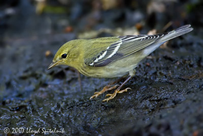 Blackpoll Warbler