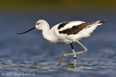 American Avocet