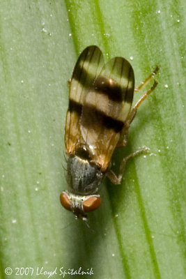 Picture-winged Fly