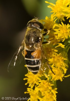 Syrphid (Flower/Hover) Fly (female)