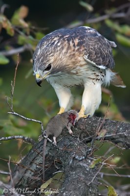 Red-tailed Hawk
