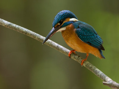 common kingfisher (Alcedo atthis)