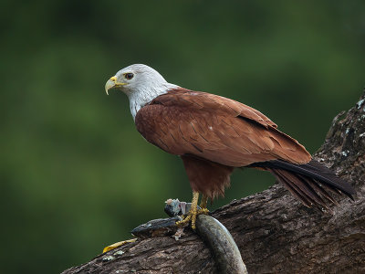 brahminy kite (Haliaster indus)
