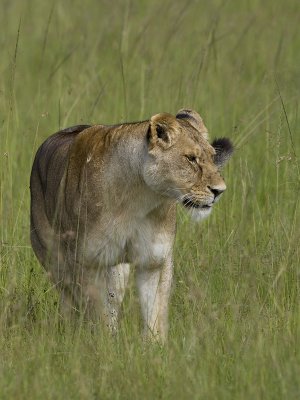 lion