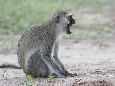 vervet monkey