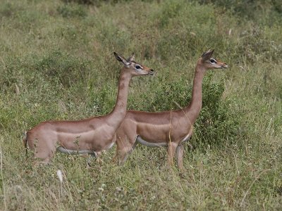 gerenuk