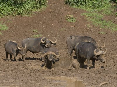 buffalo