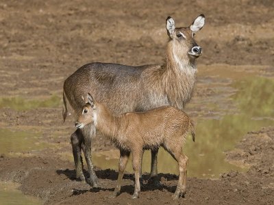 waterbuck