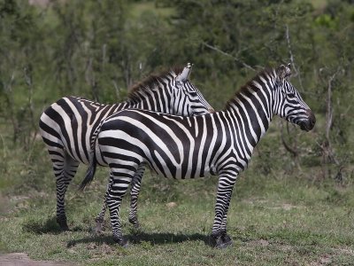 common zebra