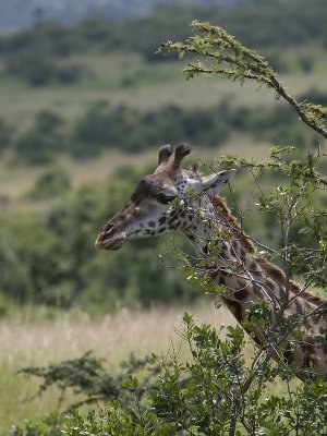 giraffe