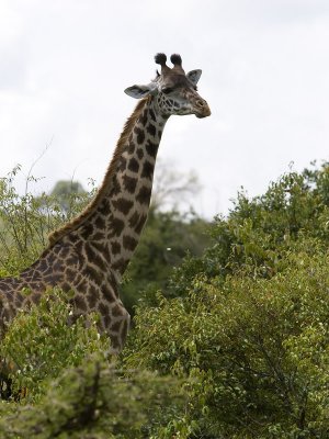 giraffe