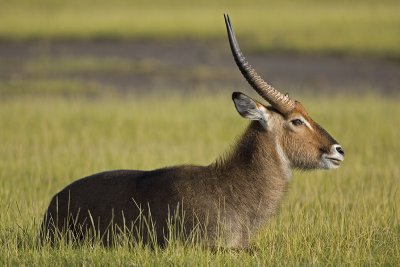 waterbuck