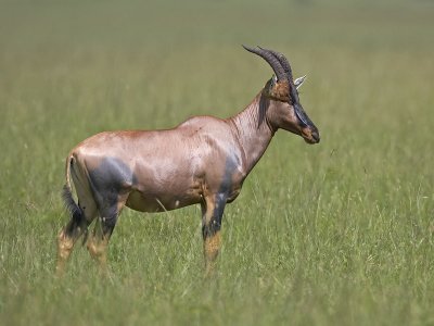 topi