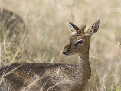 Kirk's dikdik
