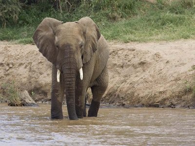 elephant