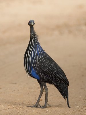 vulturine guineafowl