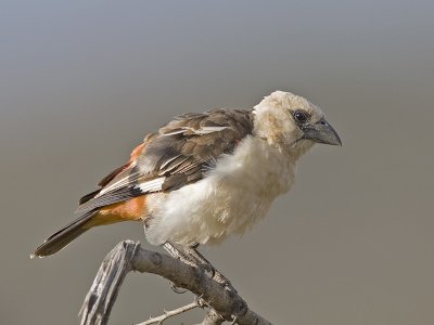 white-headed buffalo weaver