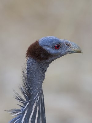 vulturine guineafowl