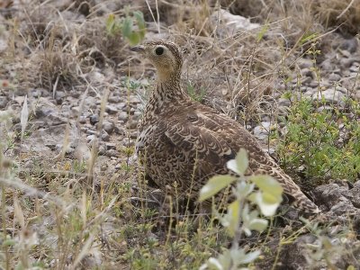 crested francolin