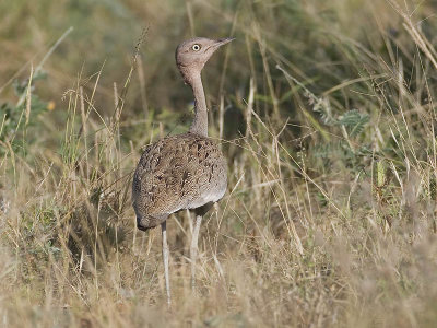 buff-crested bustard