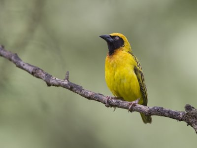 lesser masked weaver