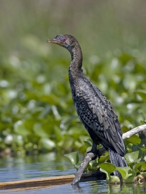 long tailed cormorant