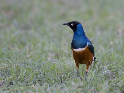superb starling