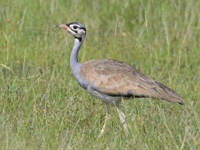white-bellied bustard