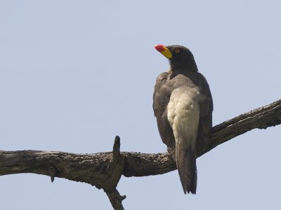 yellow-billed oxpecker