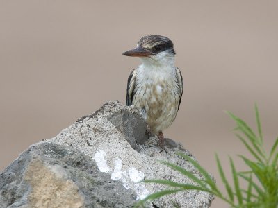 striped kingfisher