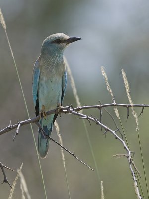 abyssinian roller