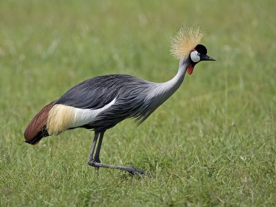 grey crowned crane